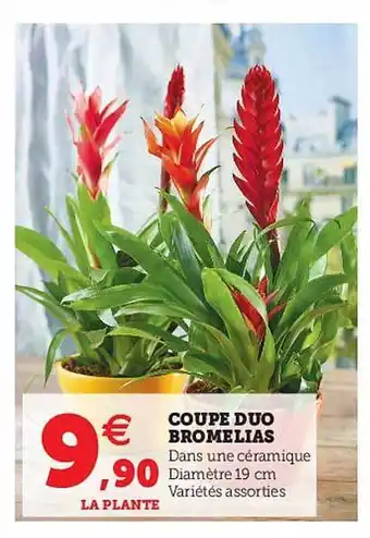 Hyper U Coupe Duo Bromelias offre