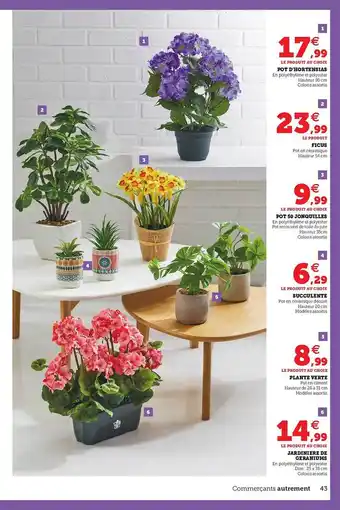 Hyper U Pot D'hortensia, Ficus, Pot De Jonquilles, Succulente, Plante Verte, Jardinière De Geranium offre