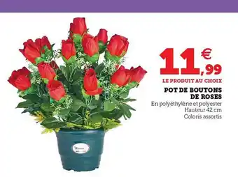 Hyper U Pot De Boutons De Roses offre