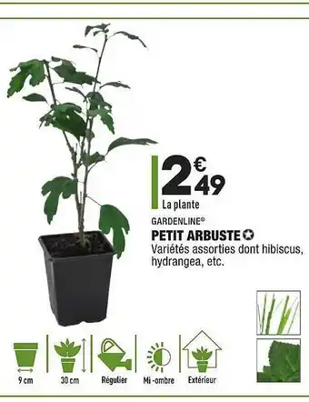 ALDI Petit Arbuste Gardenline offre