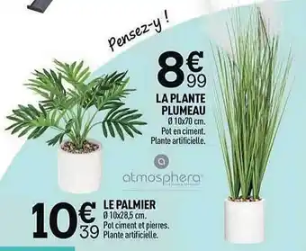 Centrakor La plante plumeau, le palmier atmosphera offre