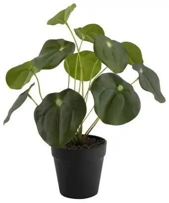 Plante artificielle pilea