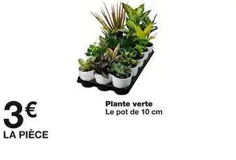 Plante verte