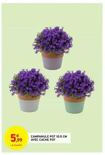 Campanule Pot 10.5 Cm Avec Cache Pot