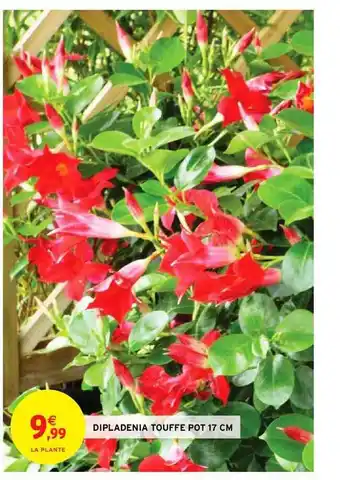 Dipladenia Touffe Pot 17 Cm