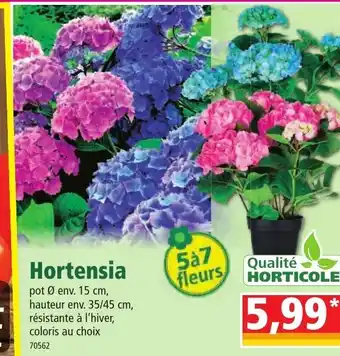 Norma Hortensia offre