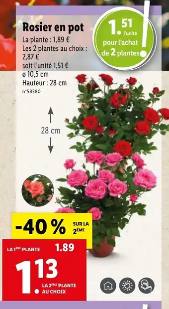Lidl Rosier en pot offre