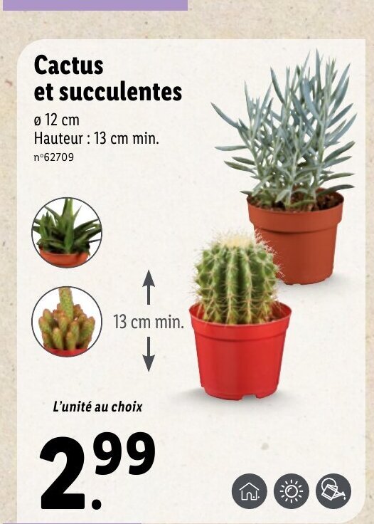 Promo Cactus Et Succulentes chez Lidl