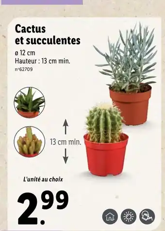 Lidl Cactus Et Succulentes offre