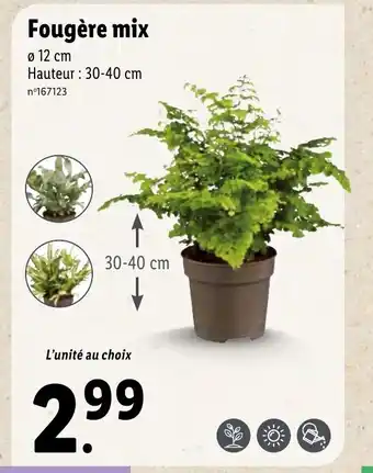 Lidl Fougère mix offre
