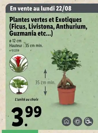 Lidl Plantes Vertes et Exotiques (Ficus, Livistona, Anthurium, Guzmania Etc...) offre