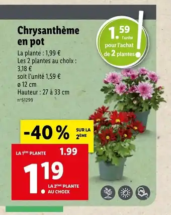 Lidl Chrysanthème En Pot offre