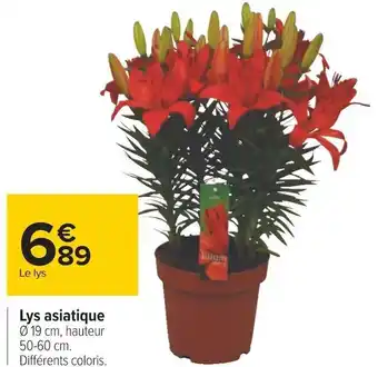 Carrefour Lys asiatique offre