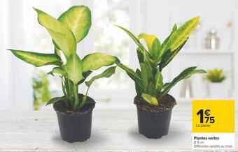 Carrefour Plantes vertes offre