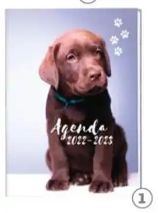 Auchan Agenda auchan chien chat offre