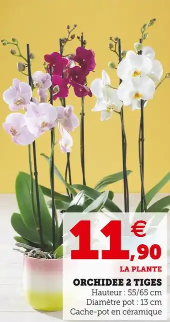 Super U Orchidee 2 tiges offre