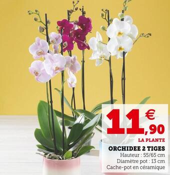 U Express Orchidee 2 tiges offre