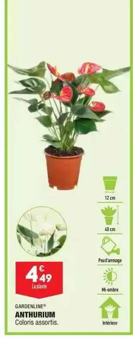 ALDI Anthurium offre