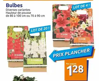 Action Bulbes offre