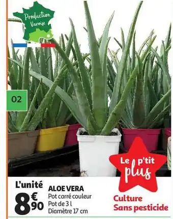 Aloe Vera