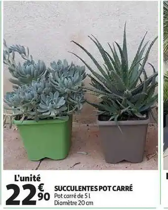 Auchan Direct Succulentes Pot Carré offre