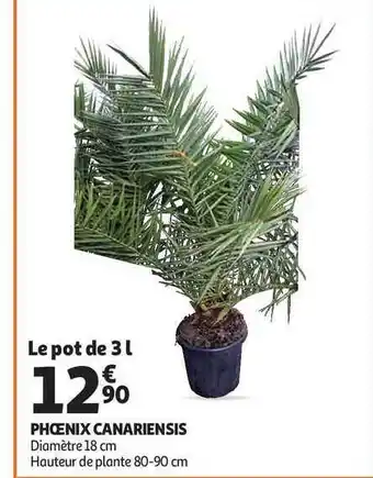 Phoenix Canariensis