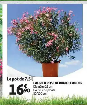 Laurier Rose Nérum Oleander