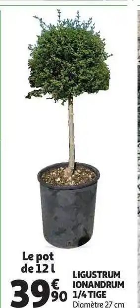 Auchan Direct Ligustrum Ionandrum 1-4 Tige offre