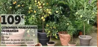 Citronnier, Mandarinier Ou Oranger