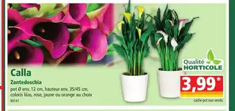 Norma Calla Zantedeschia offre
