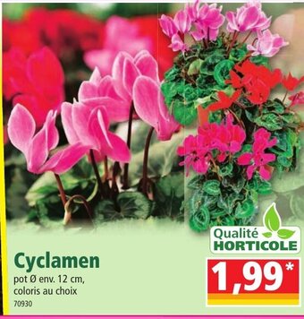 Norma Cyclamen offre