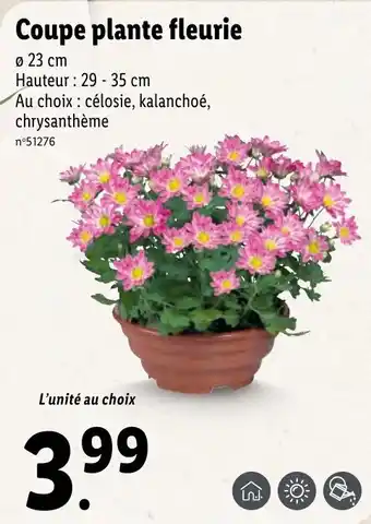 Lidl Coupe plante fleurie offre