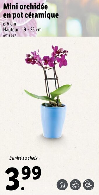 Lidl MIni orchidée en pot céramique offre