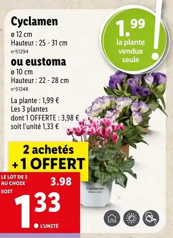 Cyclamen