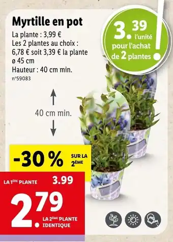 Lidl Myrtille en pot offre
