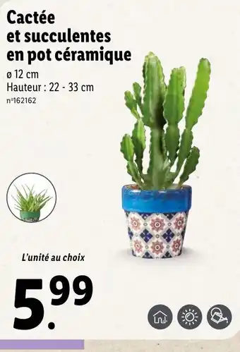 Lidl Cactée et succulentes en pot céramique offre