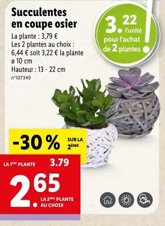Lidl Succulentes en coupe osier offre