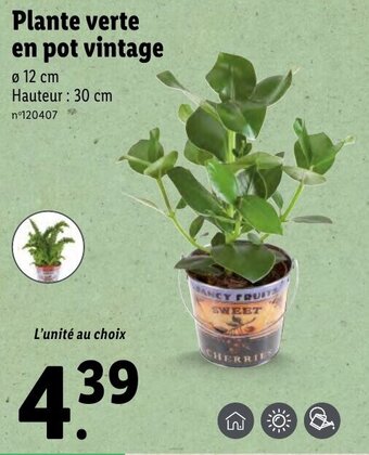 Lidl Plante verte en pot vintage offre