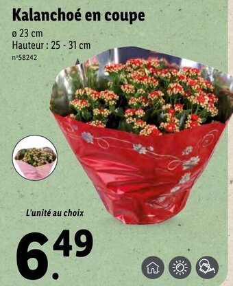 Lidl Kalanchoé en coupe offre