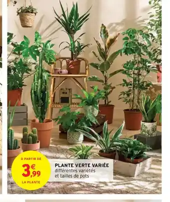 Plante Verte Variée