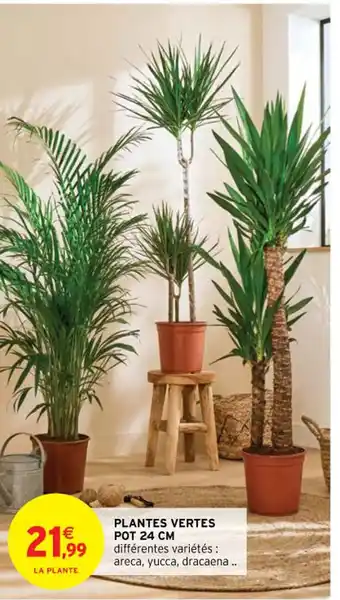 Plantes Vertes Pot 24cm