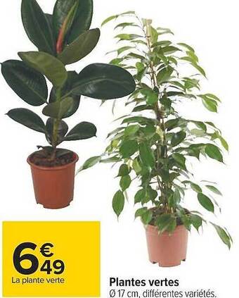 Carrefour Plantes vertes offre