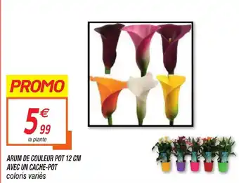 Netto Arum de couleur pot 12 cm avec un cache-pot offre