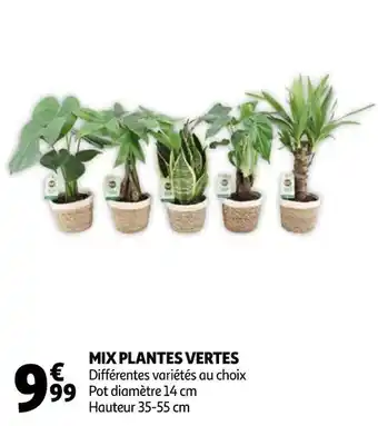 Auchan Mix plantes vertes offre