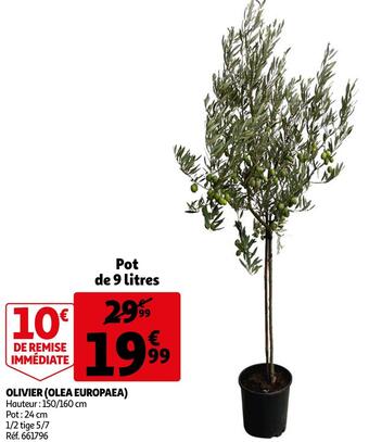 Auchan Olivier (olea europaea) offre