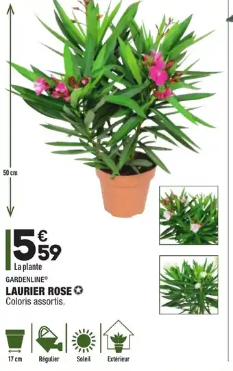 ALDI Laurier rose offre
