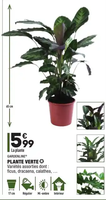 ALDI Plante verte offre