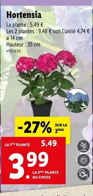 Lidl Hortensia offre