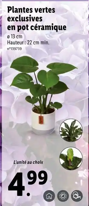 Lidl Plantes vertes exclusives en pot céramique offre