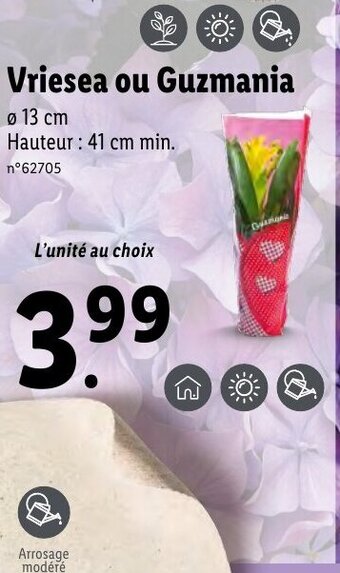 Lidl Vriesea ou Guzmania offre